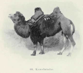 Eine Reise durch Vorderasien im Jahre 1904 by Erich Zugmayer