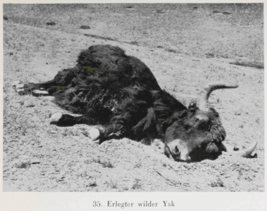 Durch Tibet und Turkistan: Reisen im unberührten Asien by Walter Bosshard