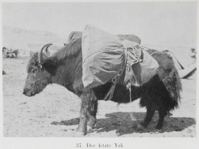 Durch Tibet und Turkistan: Reisen im unberührten Asien by Walter Bosshard