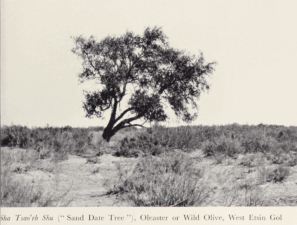 Journey to Turkistan by Eric Teichman