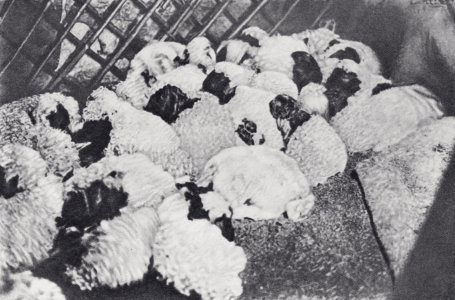 Монголия и cтрана Тангутов; Mongolia; Tanguts; East Asia; И. М. Пржевальский; N. M. Przevalskij; expedition to East Asia; Eastern Turkestan