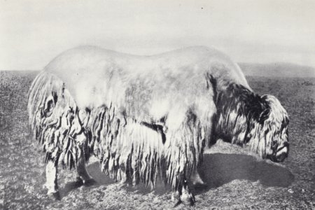 Монголия и cтрана Тангутов; Mongolia; Tanguts; East Asia; И. М. Пржевальский; N. M. Przevalskij; expedition to East Asia; Eastern Turkestan